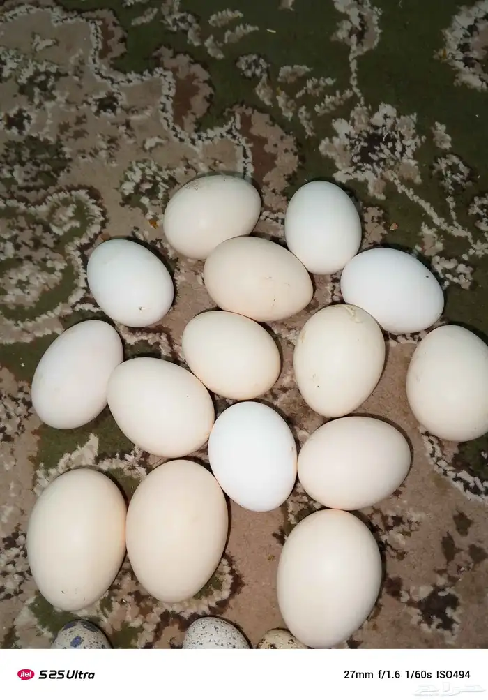 متوفر بيض دجاج بلدي وبيض سمان 0