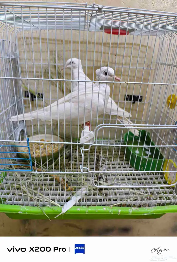 لتبني 0