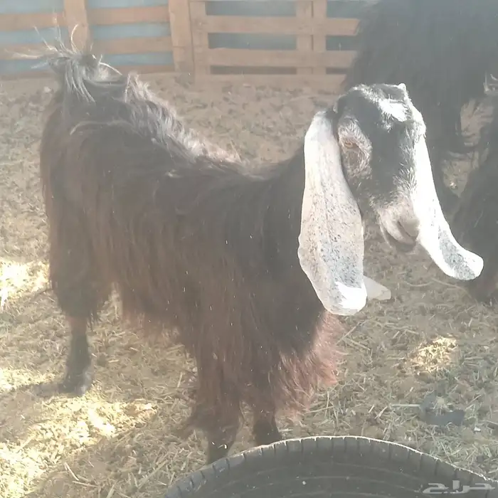 عنز ثنيه مضرع لها شهرين 2