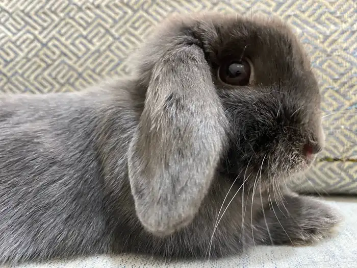 ارنب هولندلب انثى منتجه 0