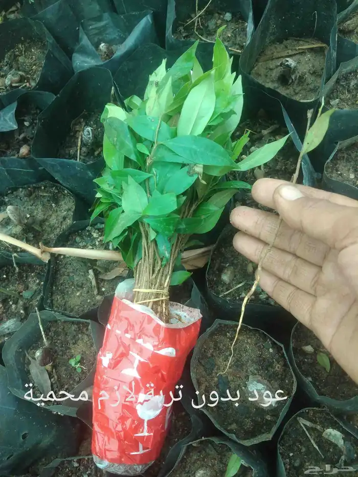 شتلات الشَن بَق أو المغنولية الشنبقية ا  Magnolia champ 28