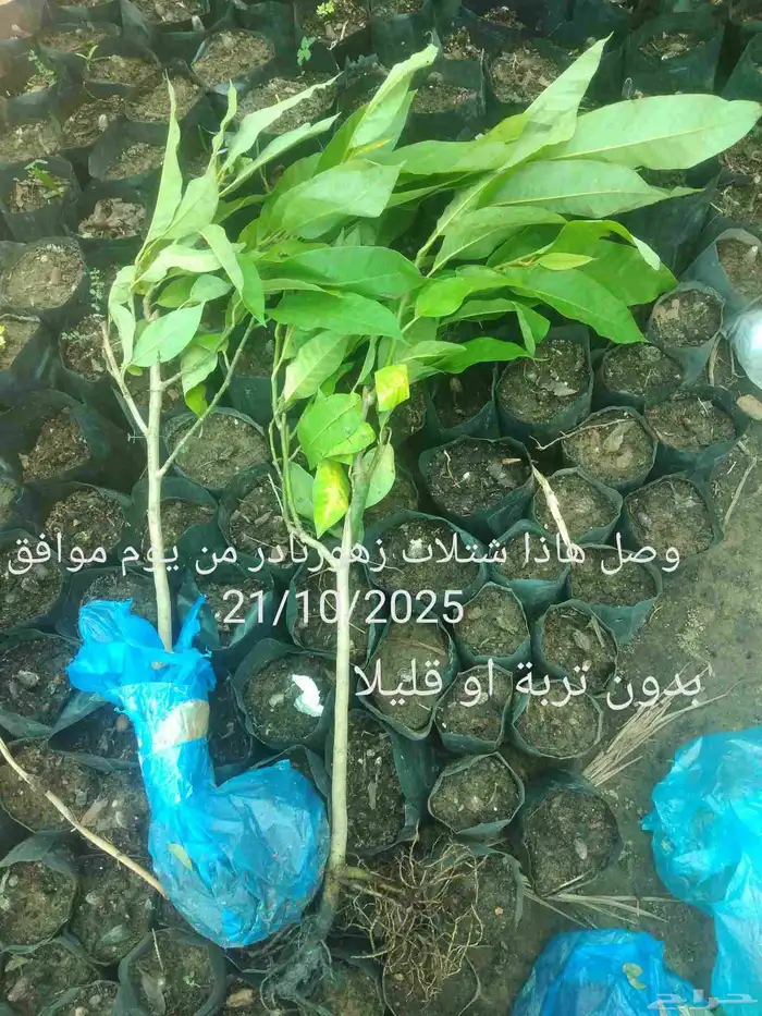 شتلات الشَن بَق أو المغنولية الشنبقية ا  Magnolia champ 9