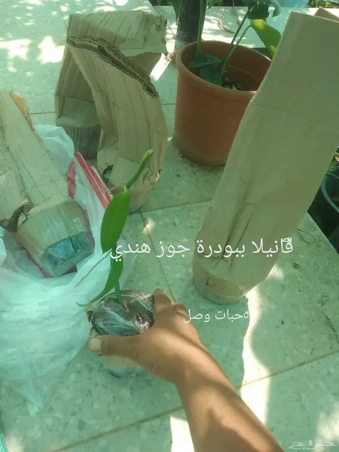 شتلات الشَن بَق أو المغنولية الشنبقية ا  Magnolia champ 26