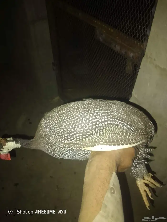 دجاج 0