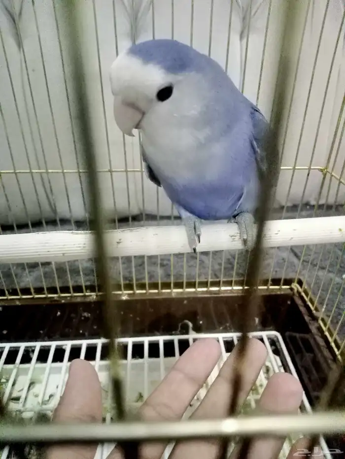 عرض انثى روز لنق فذر حجم جامبو 0