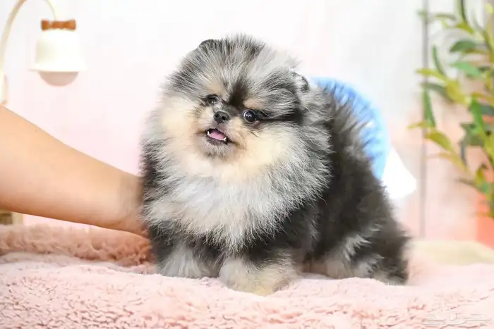 جراء بومرينين الوان مميزة 0