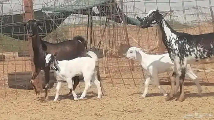 معزا بيشيات متابيع للبيع 8