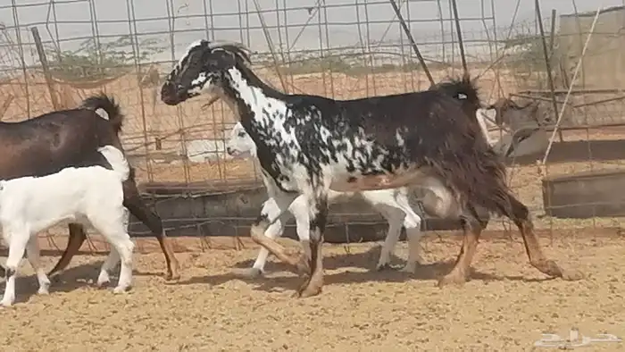 معزا بيشيات متابيع للبيع 18