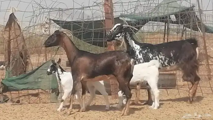 معزا بيشيات متابيع للبيع 0