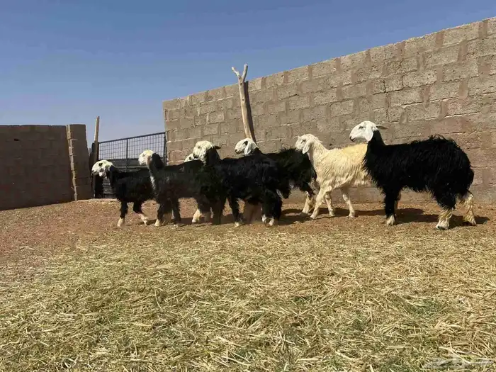 رخال نجد صنف 2