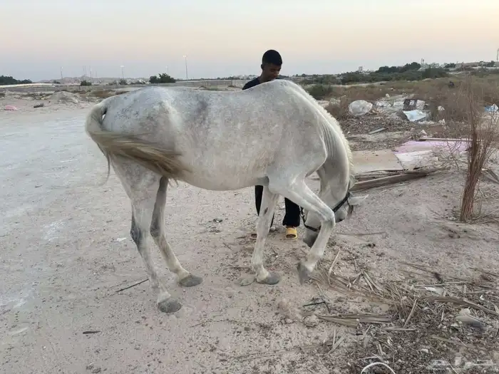 فرس عمر5سنوت اللقاح من 4شهور الي 5شهور توصل وتس اب او أتصال 2