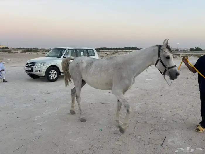 فرس عمر5سنوت اللقاح من 4شهور الي 5شهور توصل وتس اب او أتصال 0