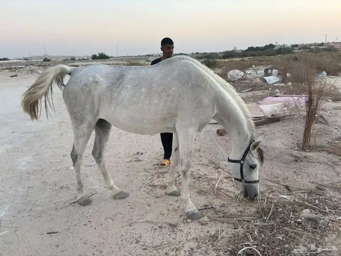 فرس عمر5سنوت اللقاح من 4شهور الي 5شهور توصل وتس اب او أتصال 1