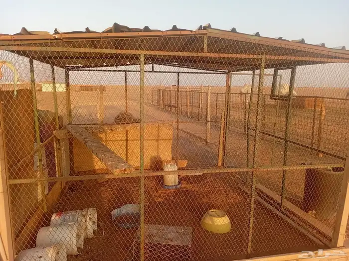 شبك طيور للبيع 0
