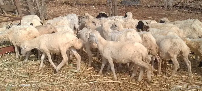رخال رفيدي من 380 ريال 2