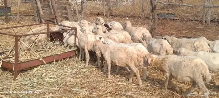 رخال رفيدي من 380 ريال 1