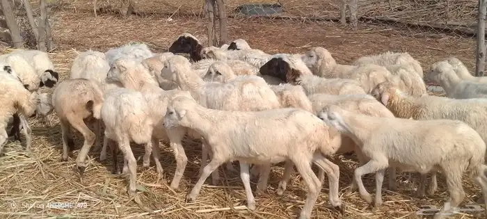 رخال رفيدي من 380 ريال 0