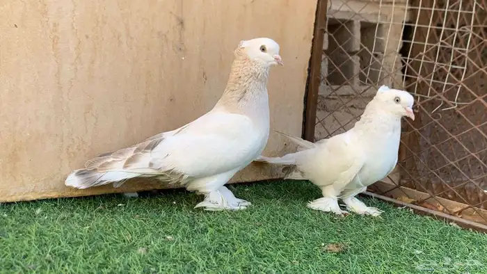حمام تركي الفين 2