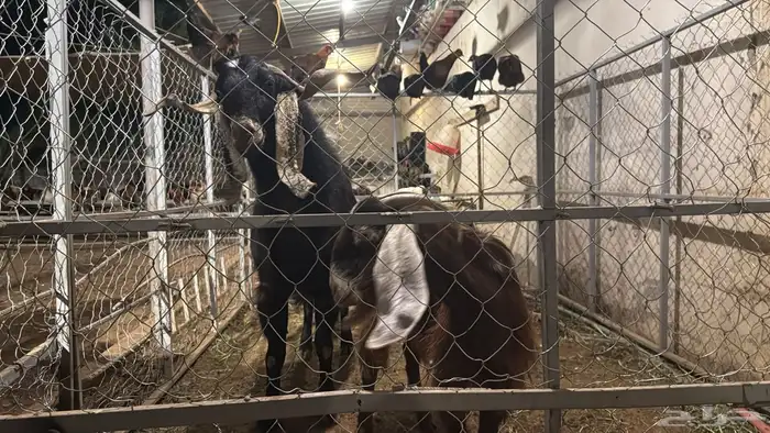 تيس ماشاءالله تبارك الله جرم وحار في قريعه وصحته ممتازه 0