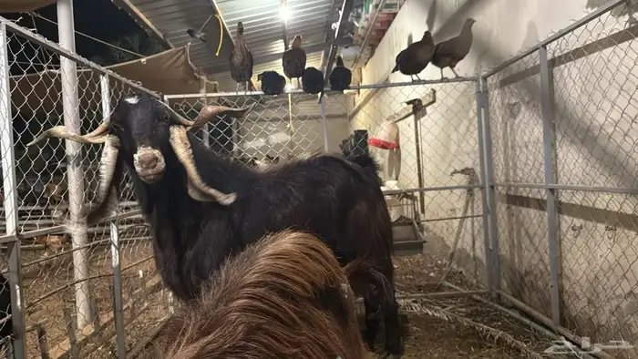 تيس ماشاءالله تبارك الله جرم وحار في قريعه وصحته ممتازه 1