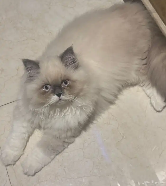 قطط صغيره شيرازي في الجبيل 1