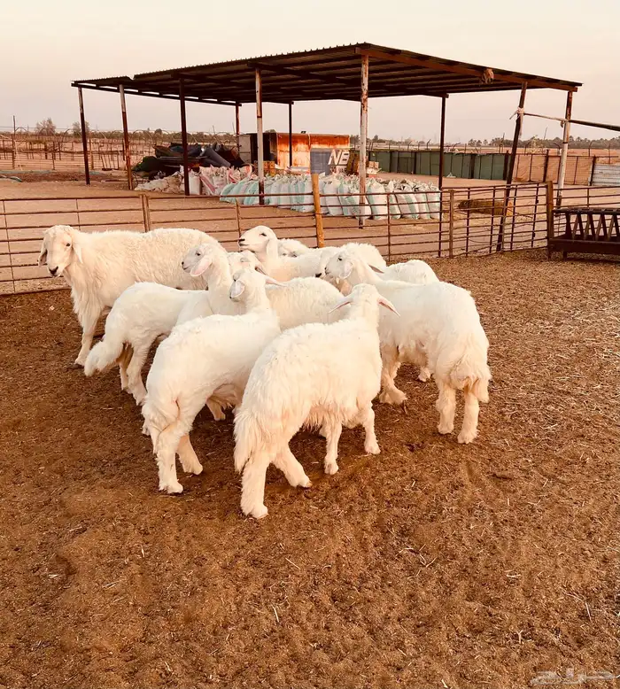 جذعات حريات فاخرة 0