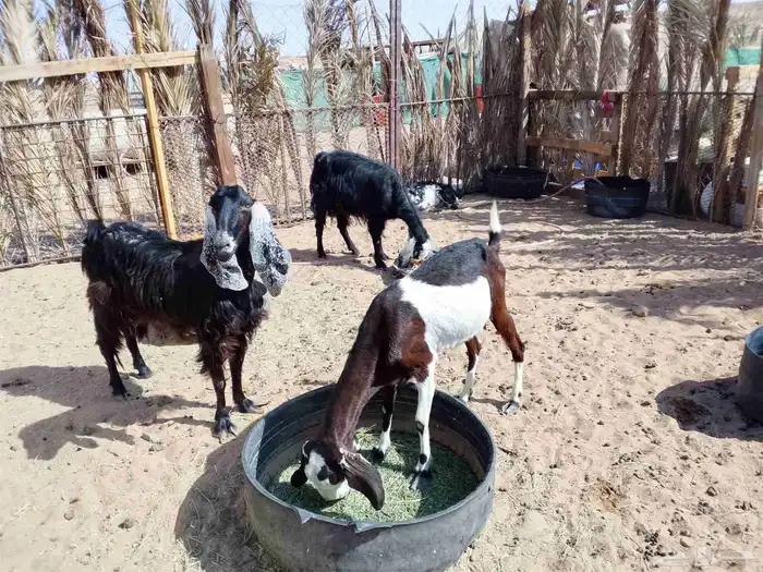 ماعز سديس العداد 3 الحد الرس 650 3