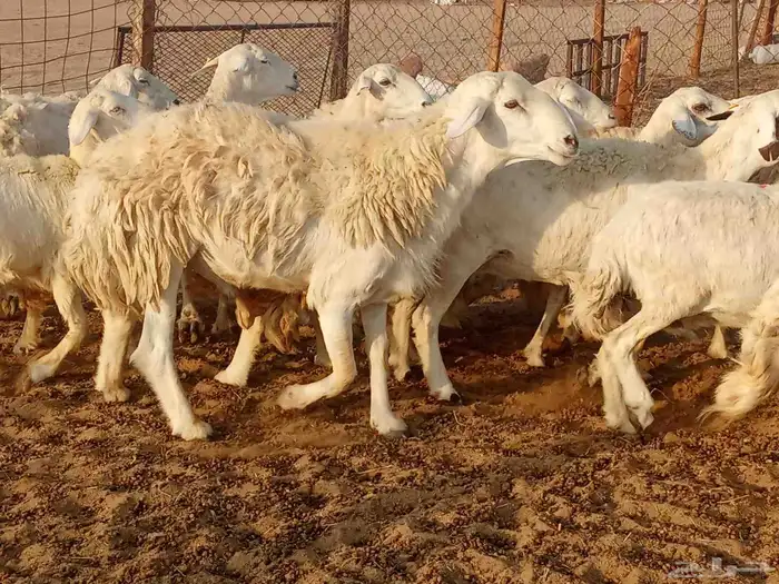 غنم حريه العدد34 4