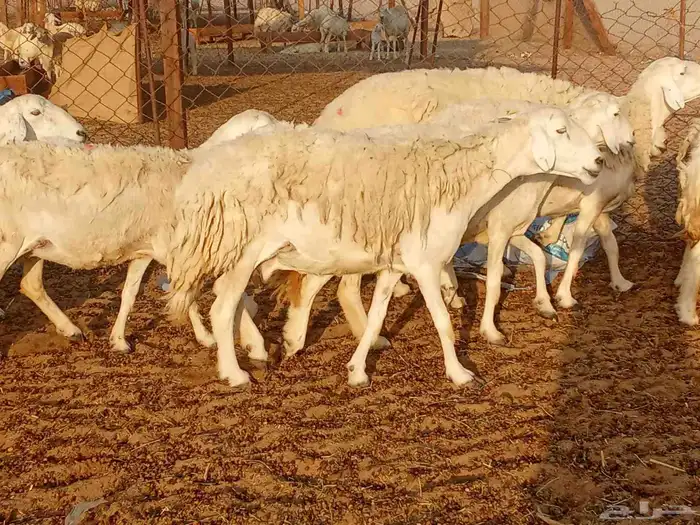 غنم حريه العدد34 6