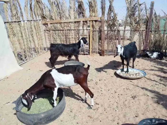 ماعز سديس العداد 3 الحد الرس 650 1