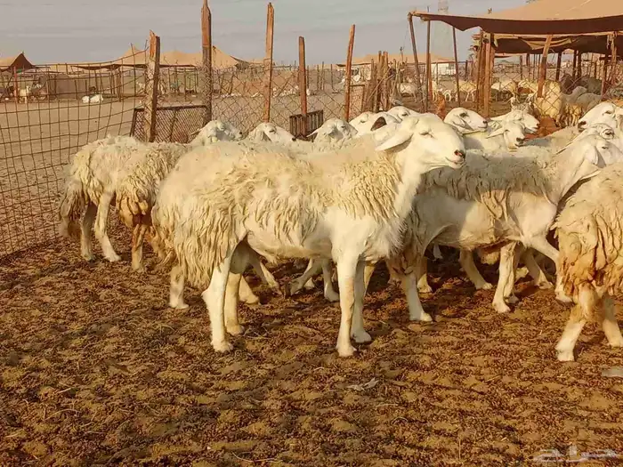 غنم حريه العدد34 7