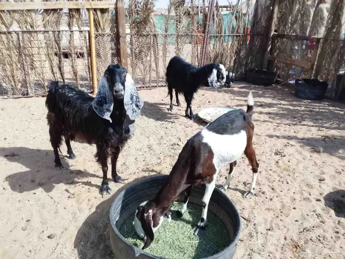 ماعز سديس العداد 3 الحد الرس 650 4