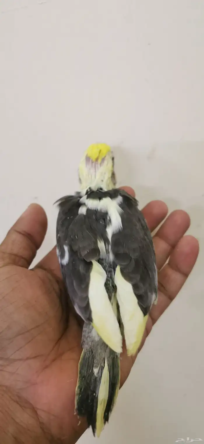 فرخ كروان يقبل الغر 3