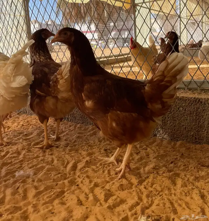 دجاج لوهمان الالماني بيور 3