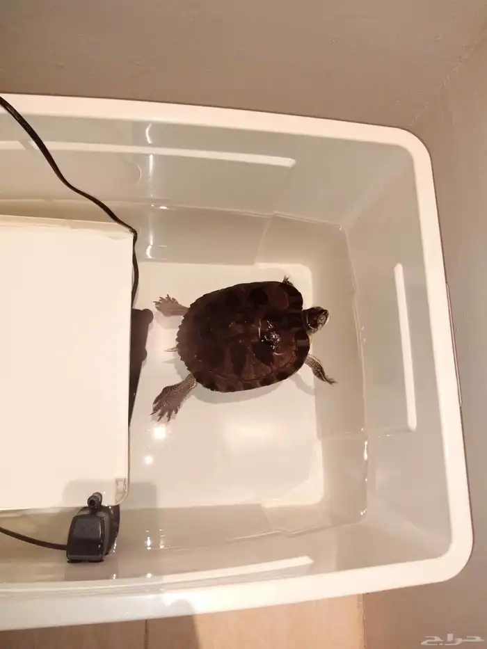 اسلحفاء كبيره رقبة طويله نادره 0