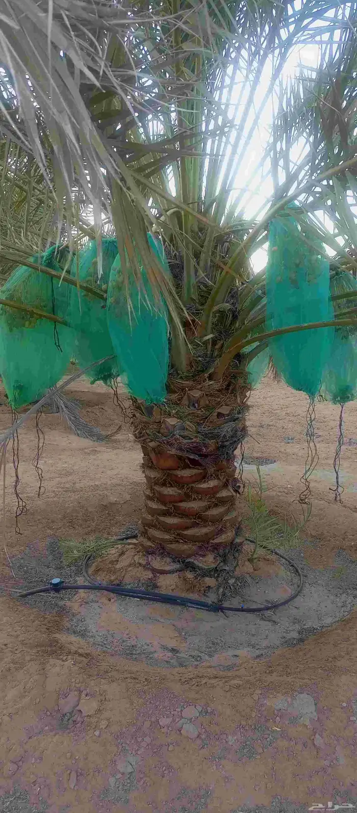 يوجد نخل نقايل للبيع انواع خلاص ومنيفي وسكري 3