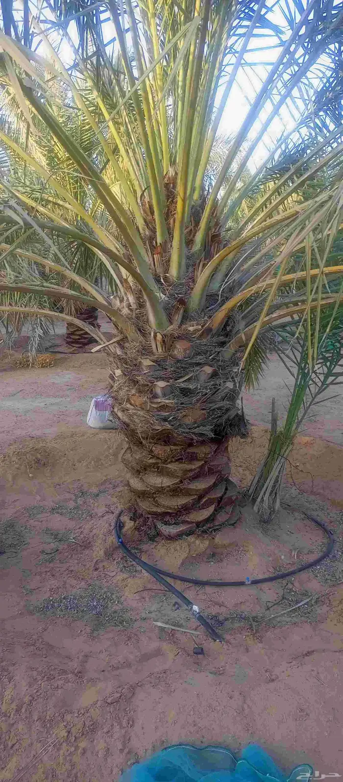 يوجد نخل نقايل للبيع انواع خلاص ومنيفي وسكري 1