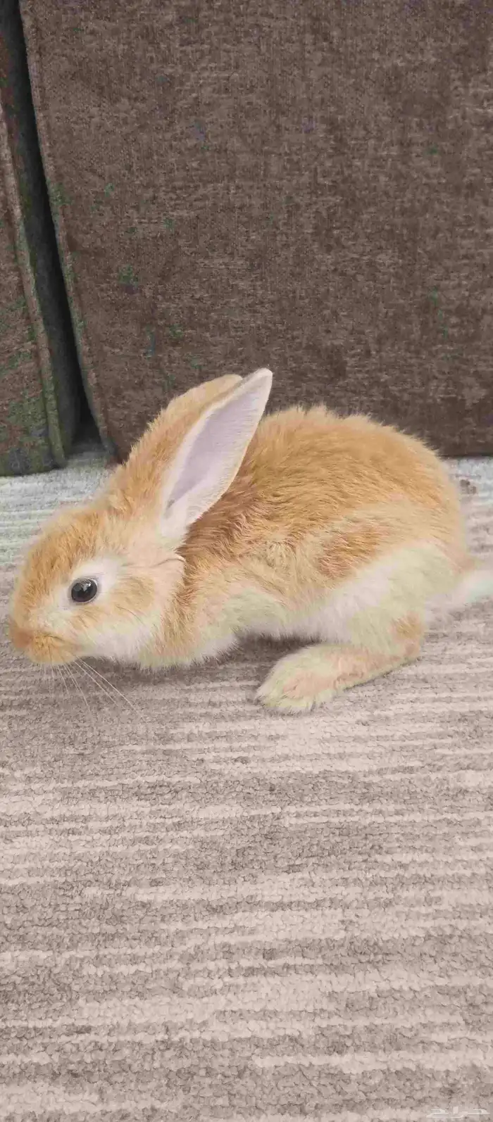 ارنب من النوعيه الحلوه 1