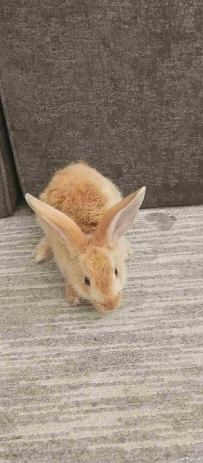 ارنب من النوعيه الحلوه 0