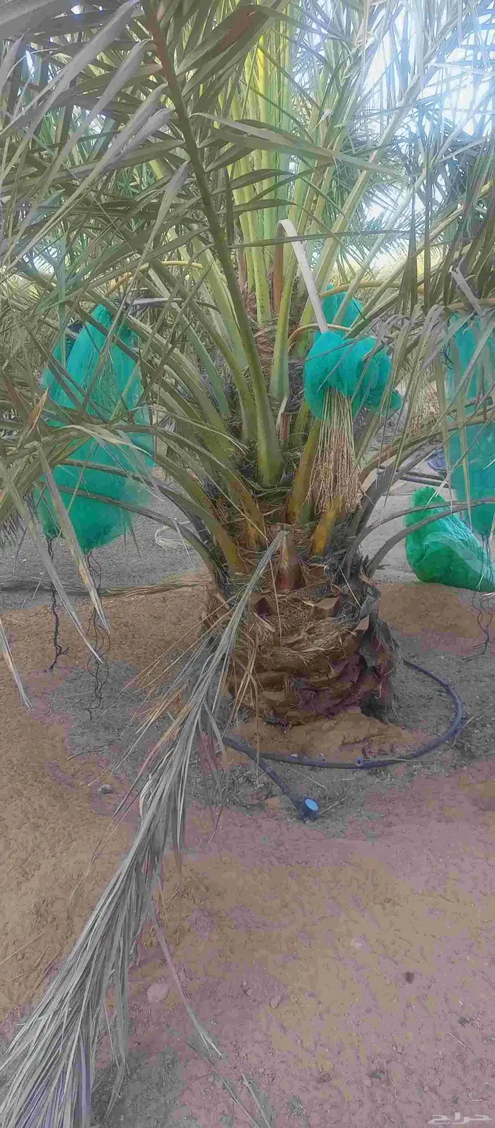 يوجد نخل نقايل للبيع انواع خلاص ومنيفي وسكري 4