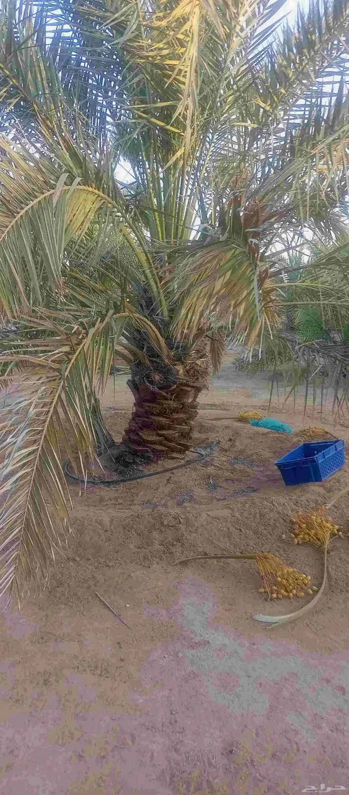 يوجد نخل نقايل للبيع انواع خلاص ومنيفي وسكري 2