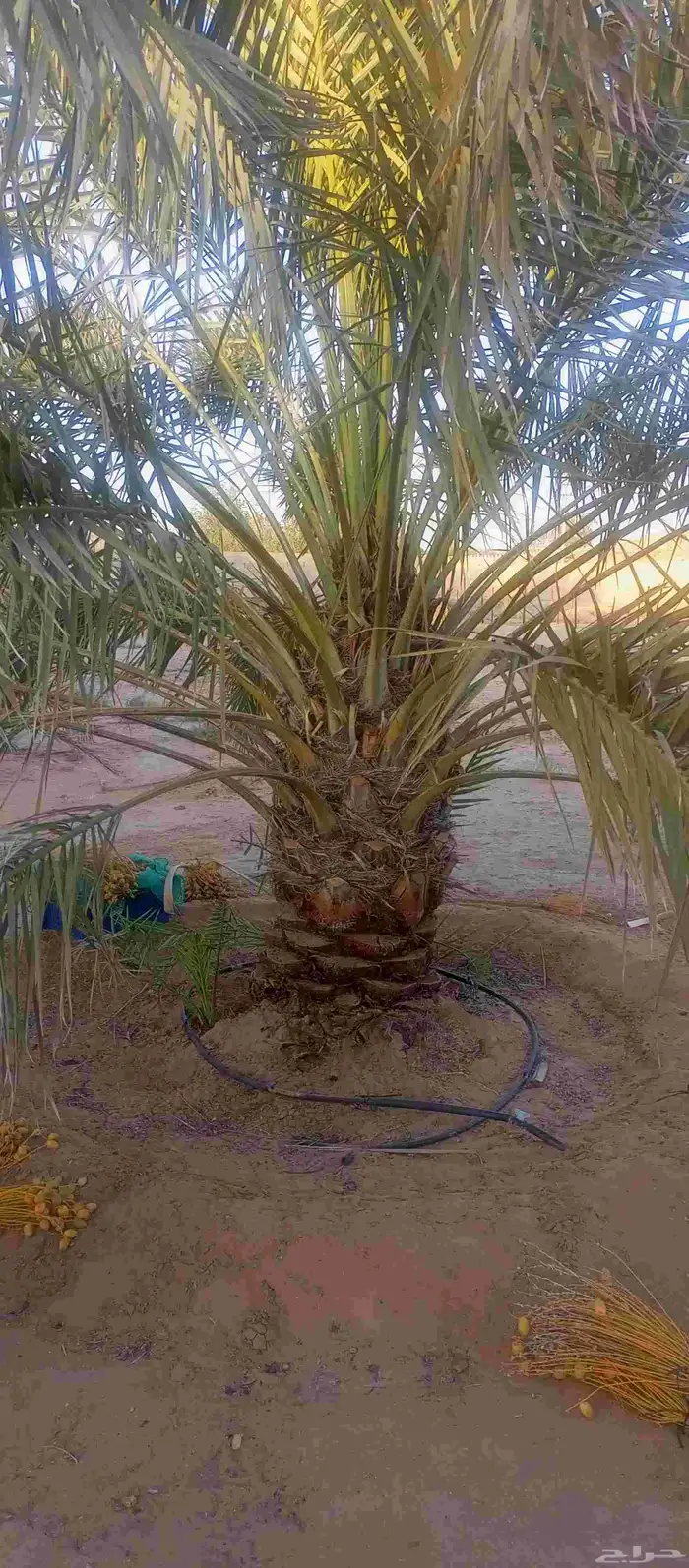 يوجد نخل نقايل للبيع انواع خلاص ومنيفي وسكري 0