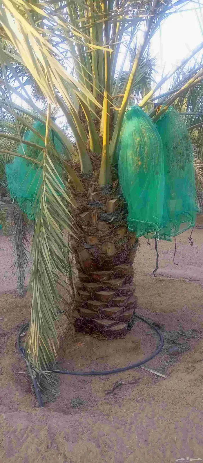 يوجد نخل نقايل للبيع انواع خلاص ومنيفي وسكري 5