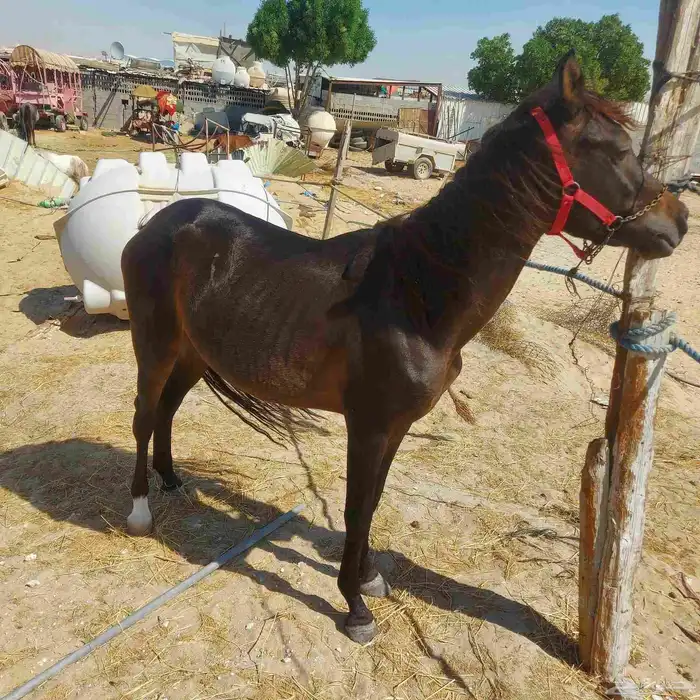 حصان ما شاء الله يصلح للصغير. والكبير والخيالة والمبتئين بيع 2
