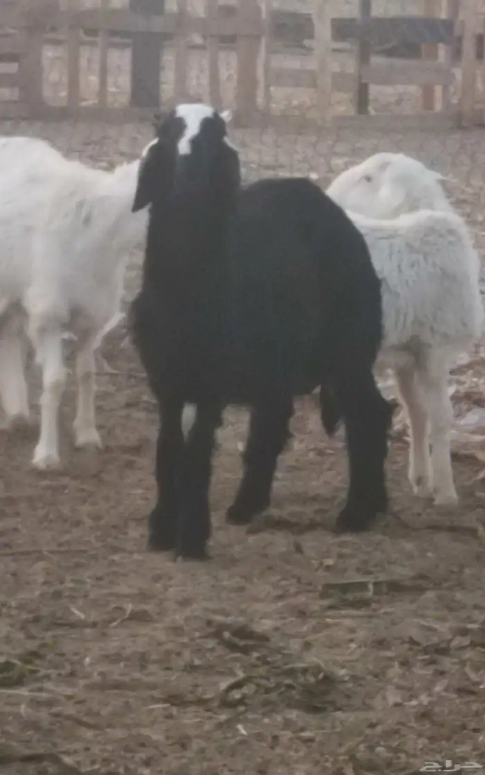 طلي طليان هرافى0تم البيع0 2