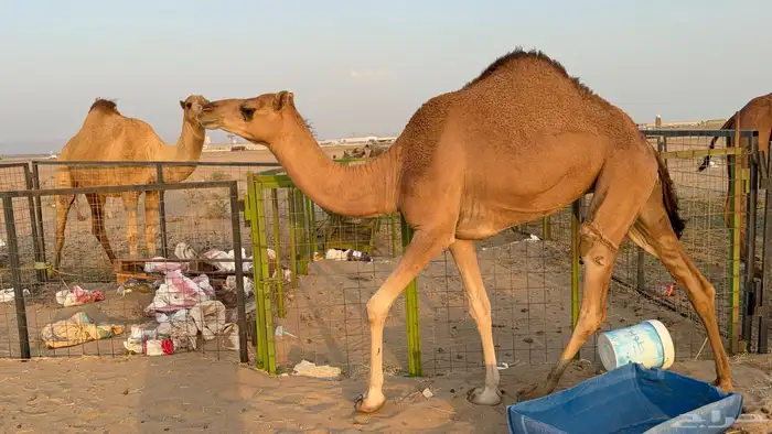 للبيع بكار حمر دم عدد 2 جذعات مشروطات 20