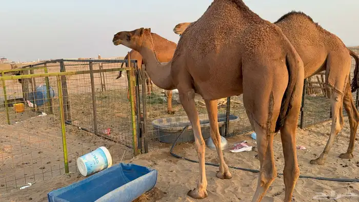 للبيع بكار حمر دم عدد 2 جذعات مشروطات 22