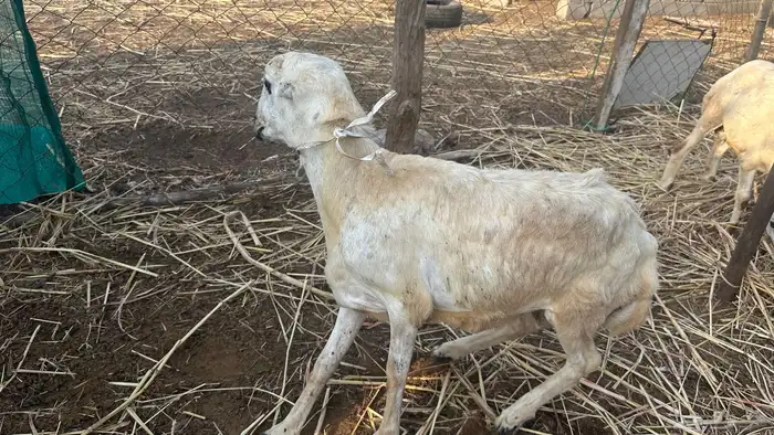 اثنين فران للبيع 2
