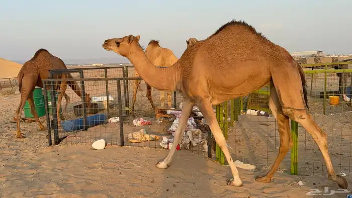 للبيع بكار حمر دم عدد 2 جذعات مشروطات 17