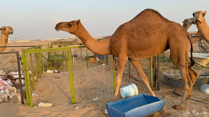 للبيع بكار حمر دم عدد 2 جذعات مشروطات 14